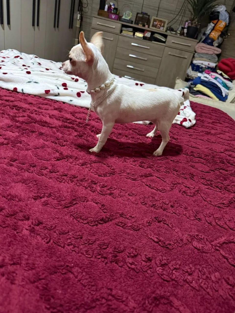 Chihuahua 