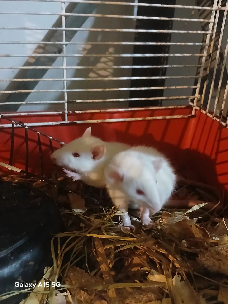 Rato Twister  - Foto 4
