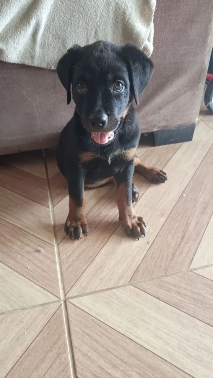 Cachorro 