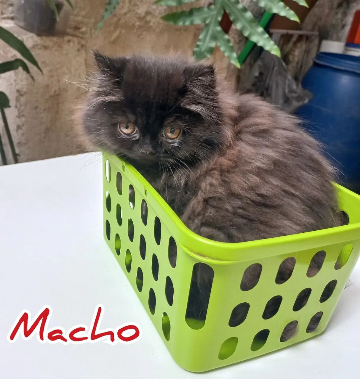 Filhotes Gatos Persas - Foto 6