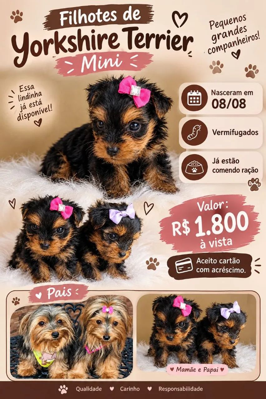 Fêmea de Yorkshire terrier Mini 