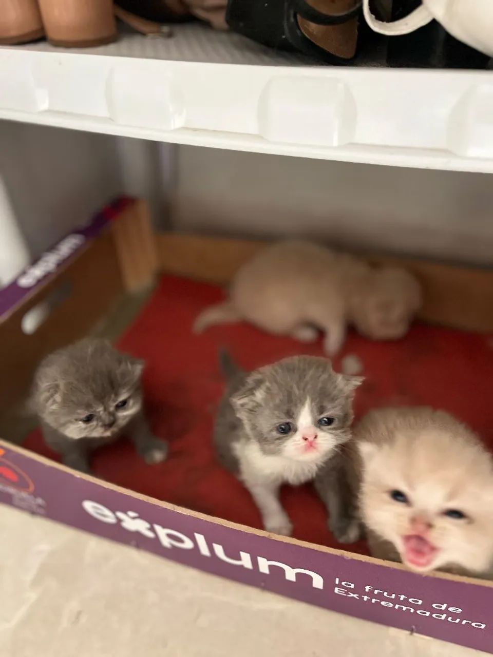 Gatos Persas - Foto 2