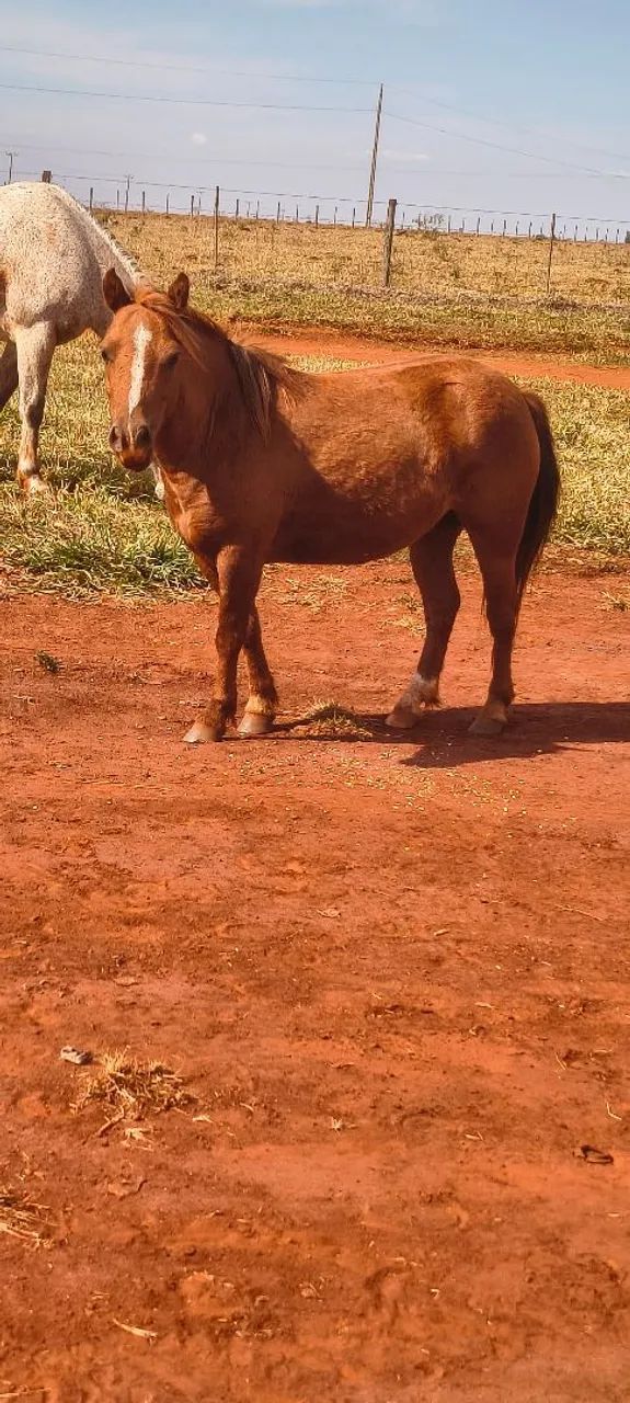 Pônei a venda  - Foto 4