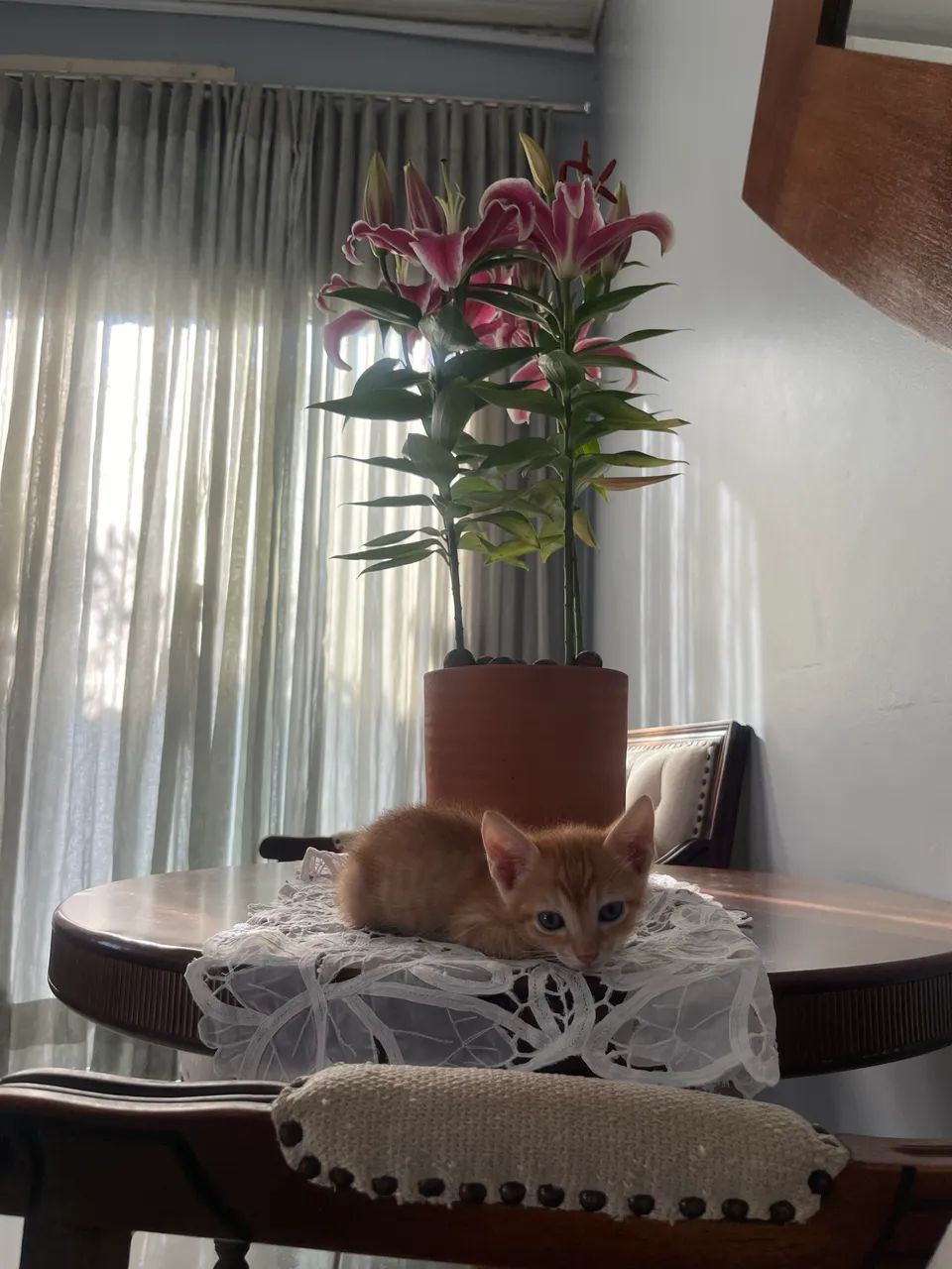 FILHOTES DE GATO - Foto 5