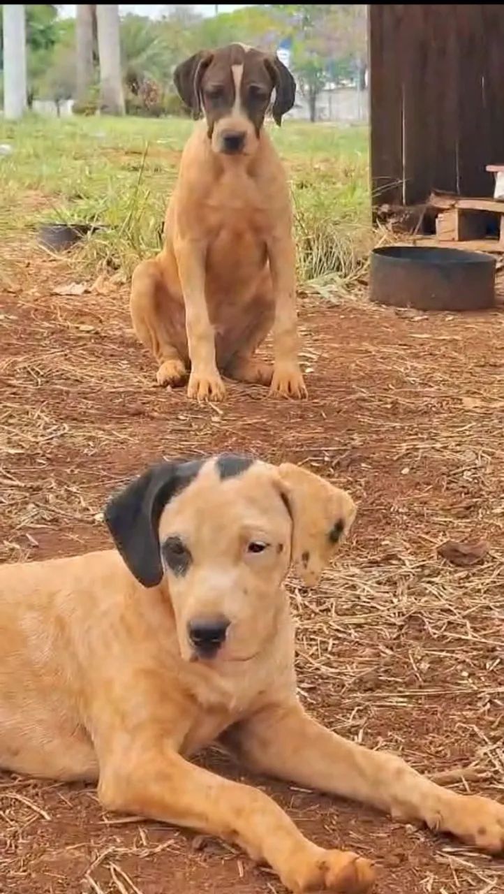Doação de cachorro