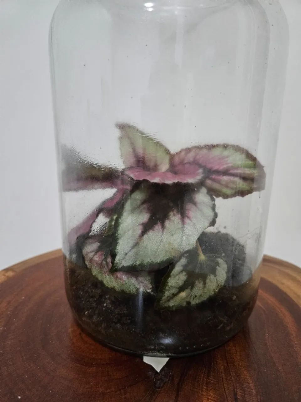 Terrário de Begônia - peça única  - Foto 2