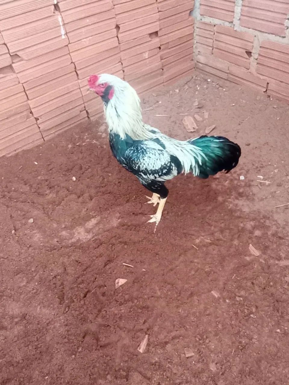 Galo Prata  - Foto 5
