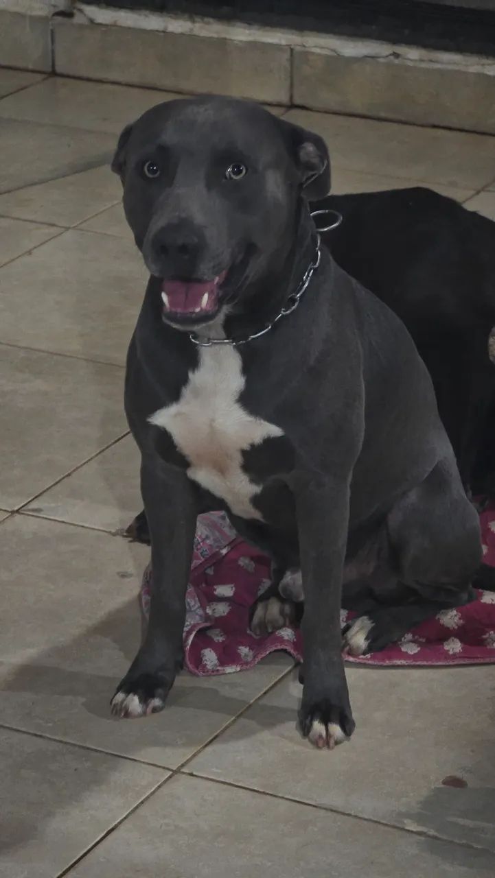 Filhote de Pitbull Cinza Macho - Foto 4