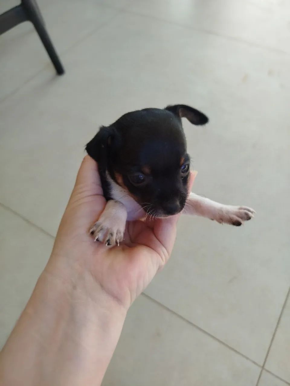 Pinscher n? 1 - Foto 5