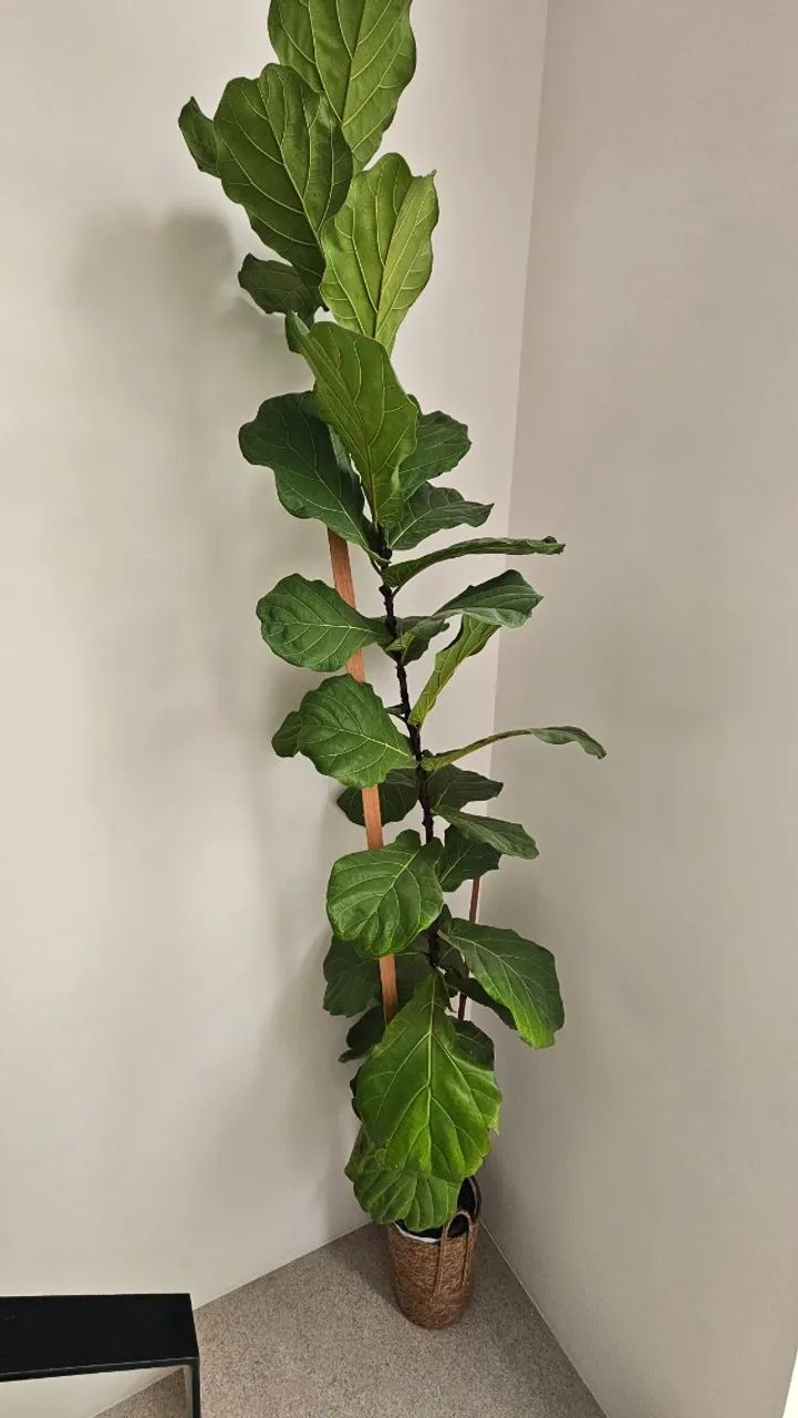 Planta Ficus Lyrata - Foto 3
