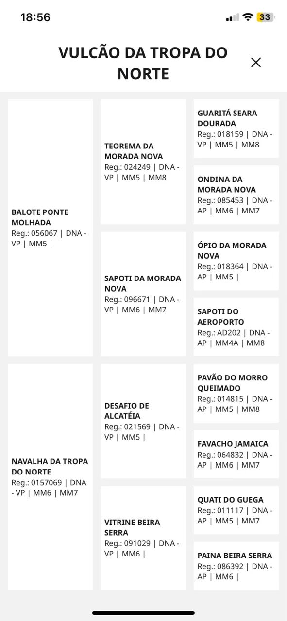 Potro REGISTRADO início de doma  - Foto 4