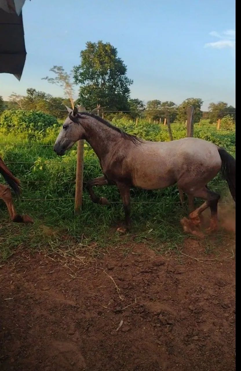 Potra mangalarga  - Foto 3