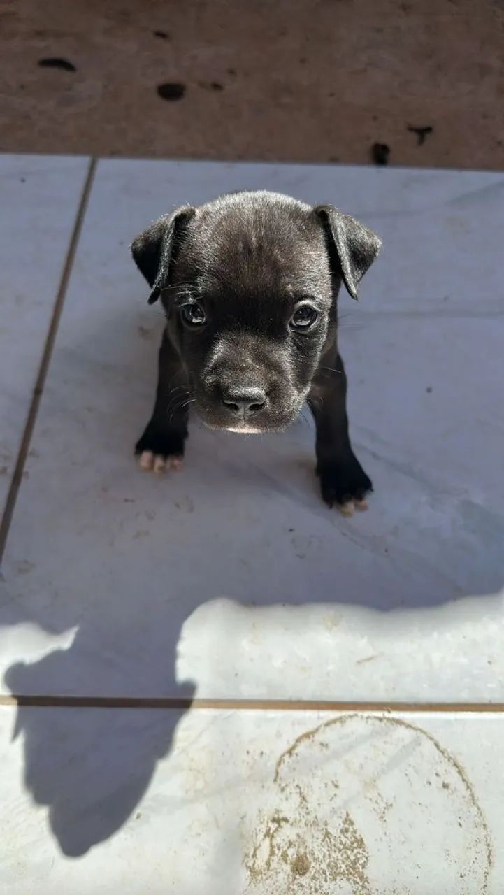 Pitbull macho  - Foto 2