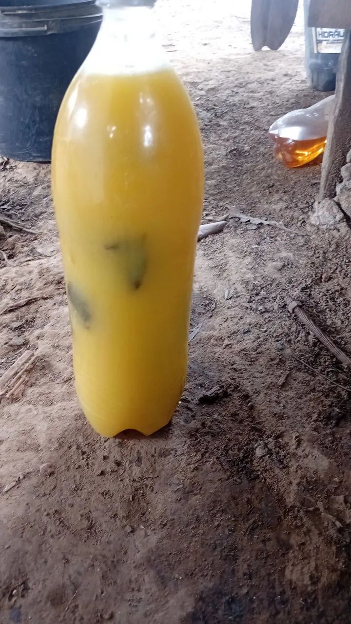 tucupi - Foto 2