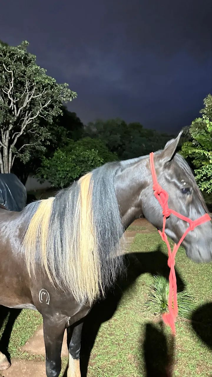 Animal para agropecuária  - Foto 2