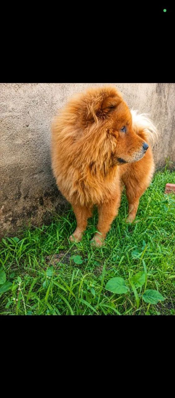 Filhotes de Chow Chow  - Foto 2