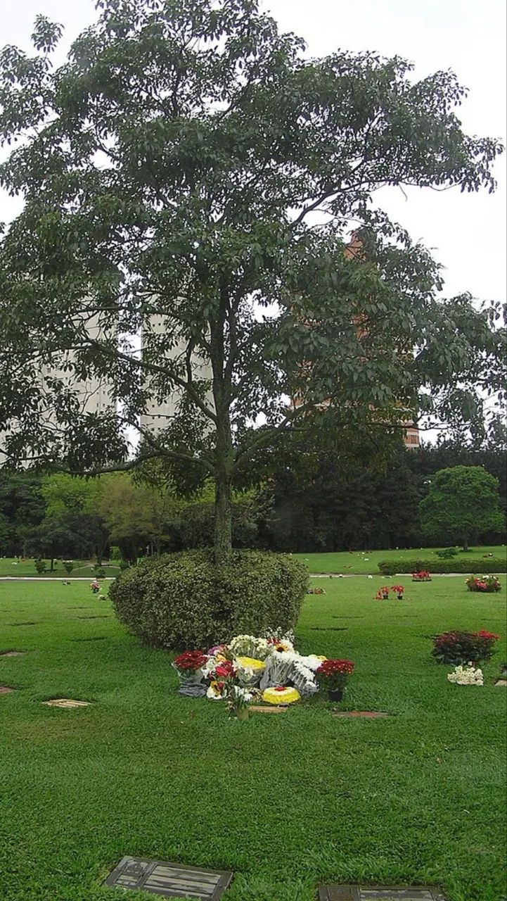 Jazigo Cemitério do Morumbi. Área nobre. Prox ao jazigo de Ayrton Senna