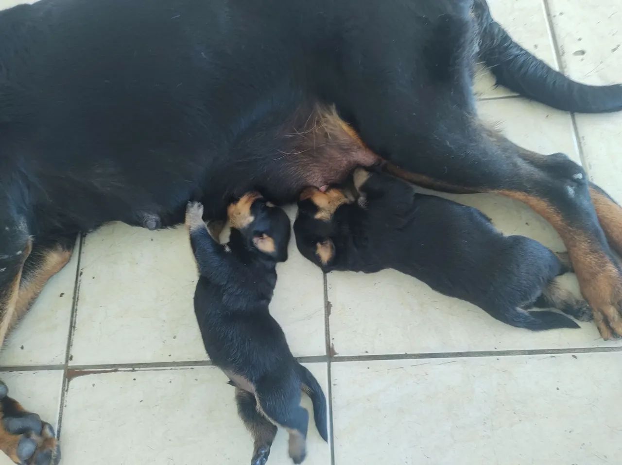 Lindos Filhotes de Rottweilers Alemães  - Foto 2