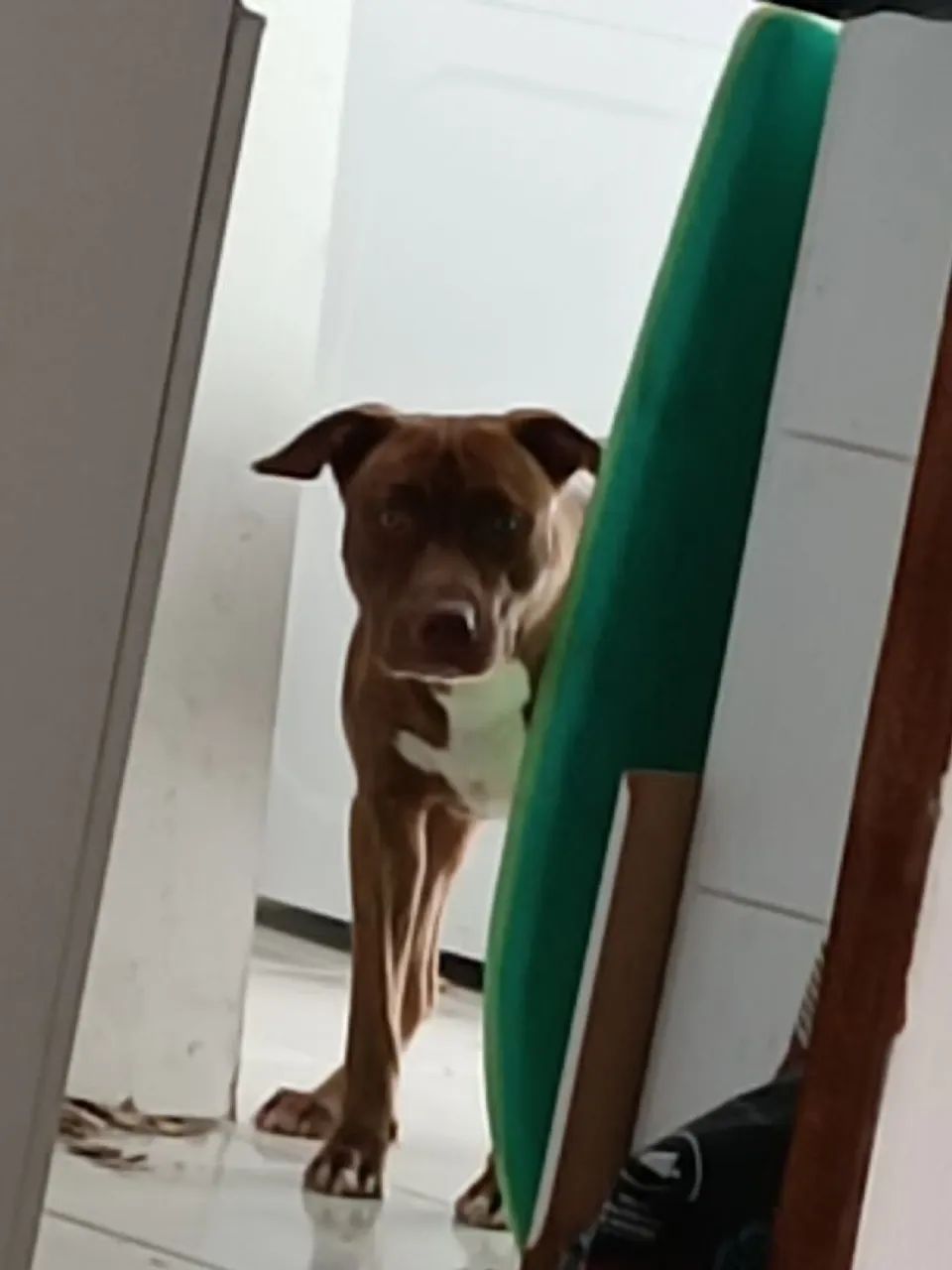 Pitbull - Foto 2