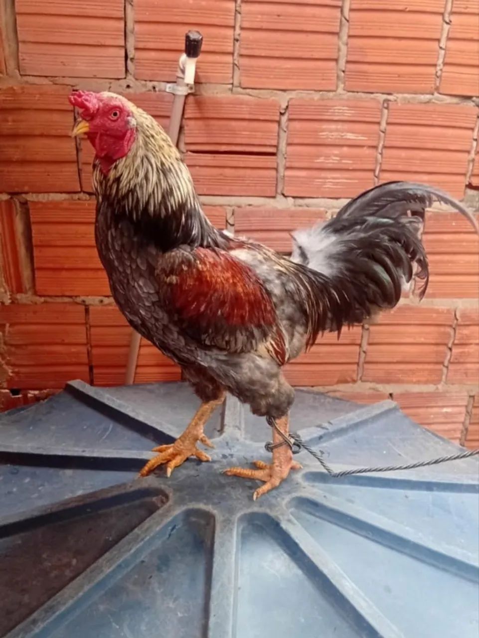 Vendo este galo.
