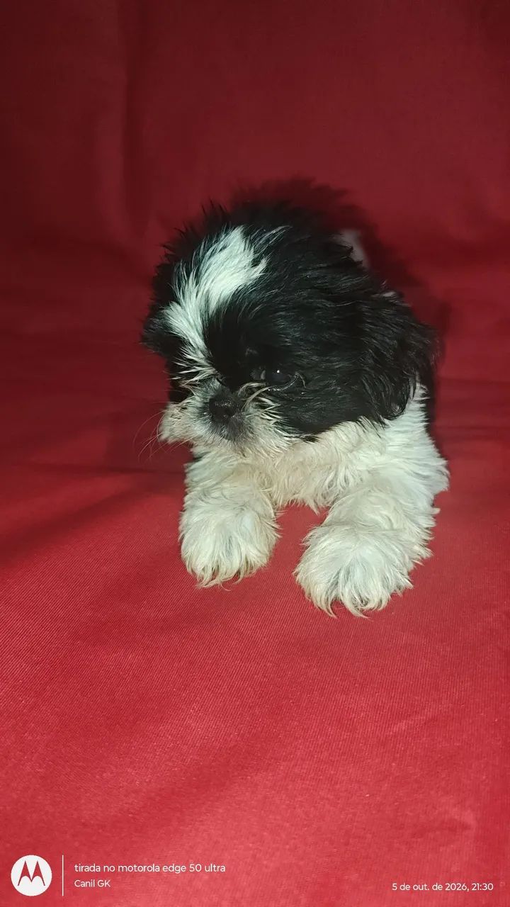 Shihtzu FÊMEA  - Foto 4