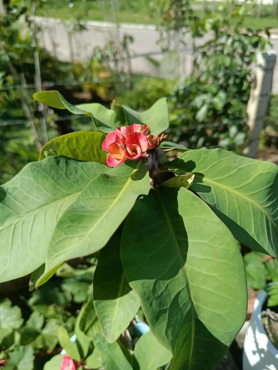 Plantas folhagens  - Foto 4