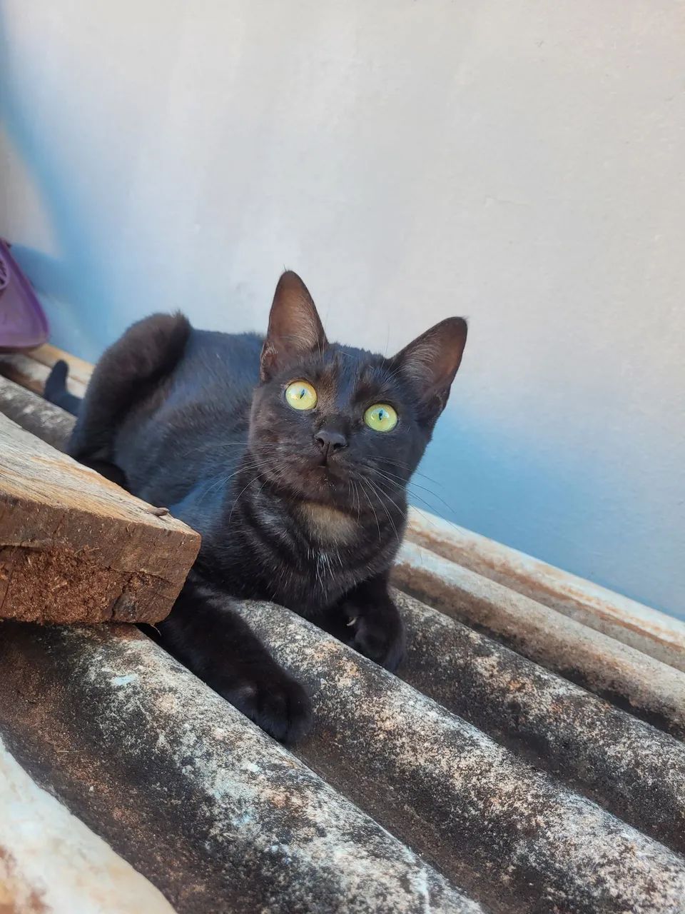 Doação responsável  - Foto 2