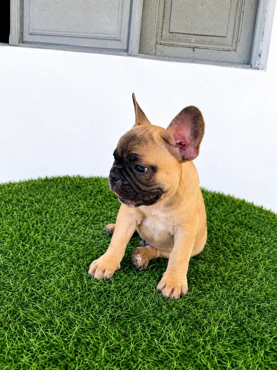 Bulldog francês  - Foto 5