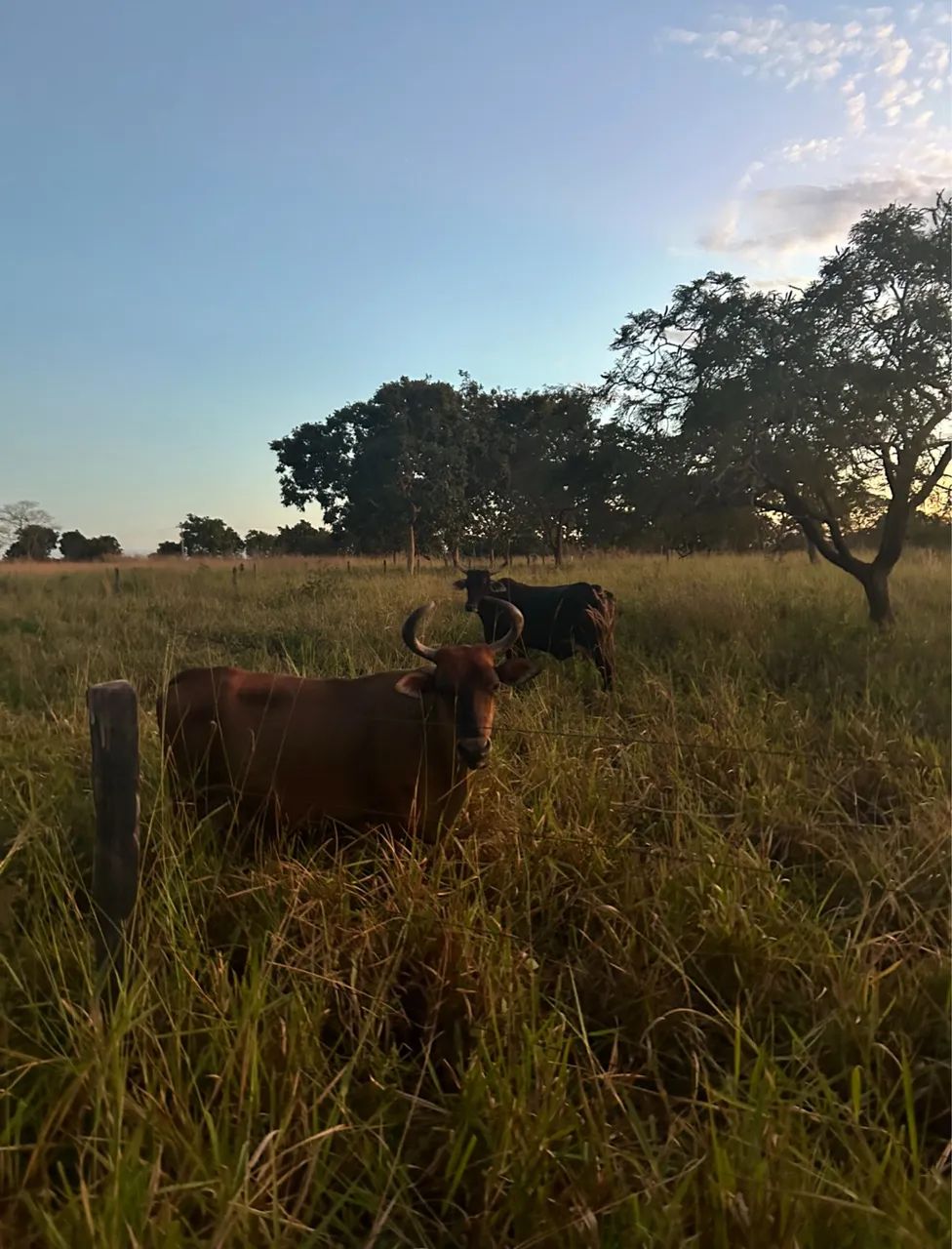 Fazenda para arrendar  40 minutos de Cuiabá 