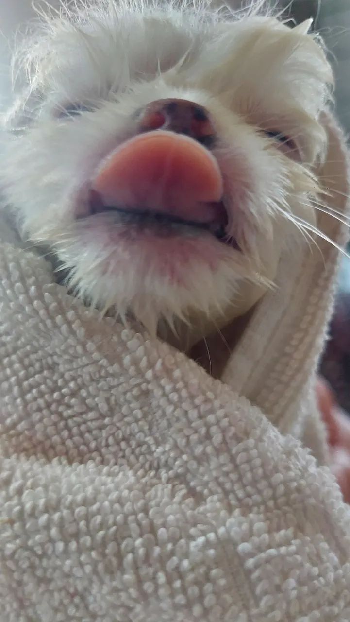 Cão especial  - Foto 2