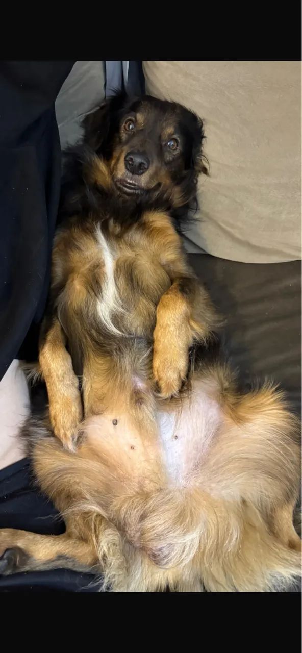 Doação de cachorro