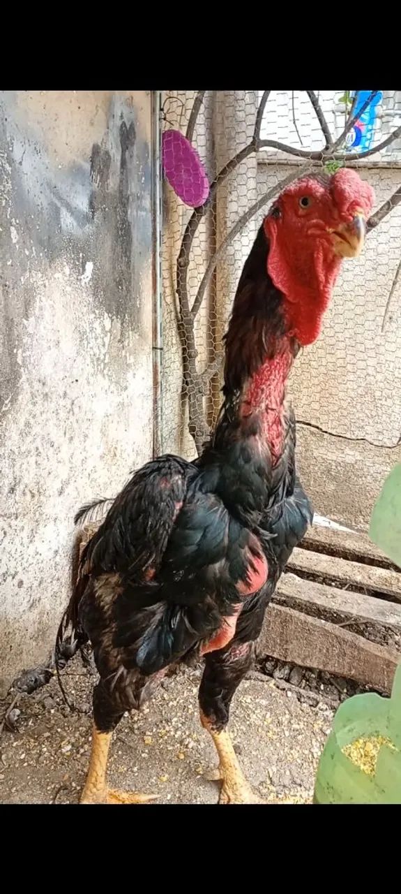 Galo Índio Boiadeiro  - Foto 4