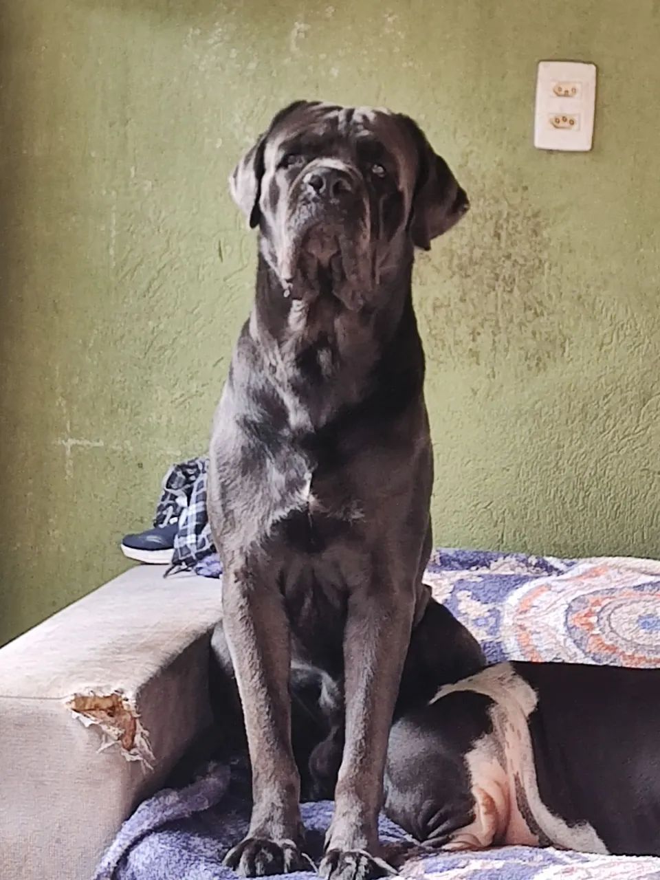 Procuró namorada