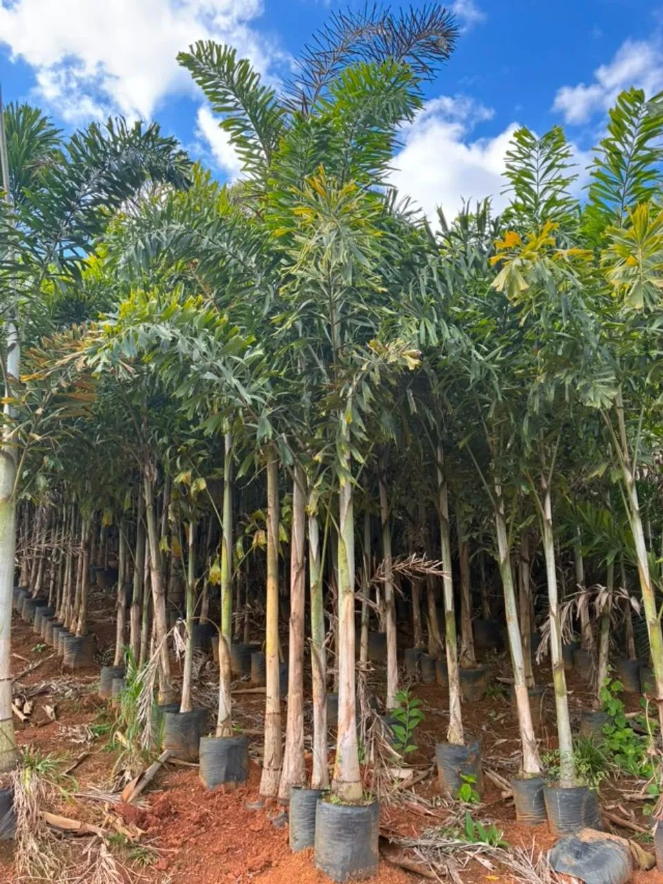 Palmeira Rabo de Raposa