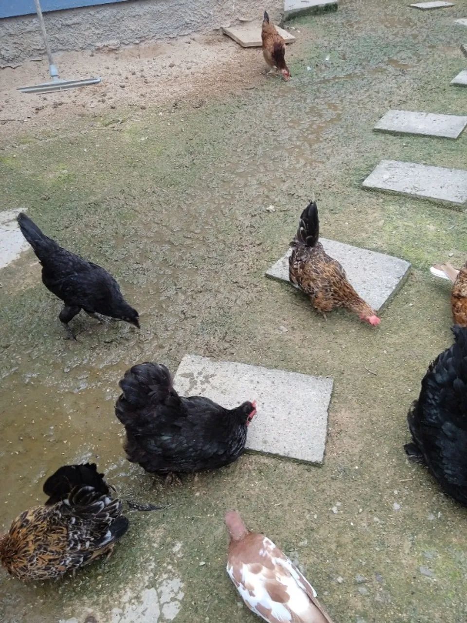 Galinhas  - Foto 3