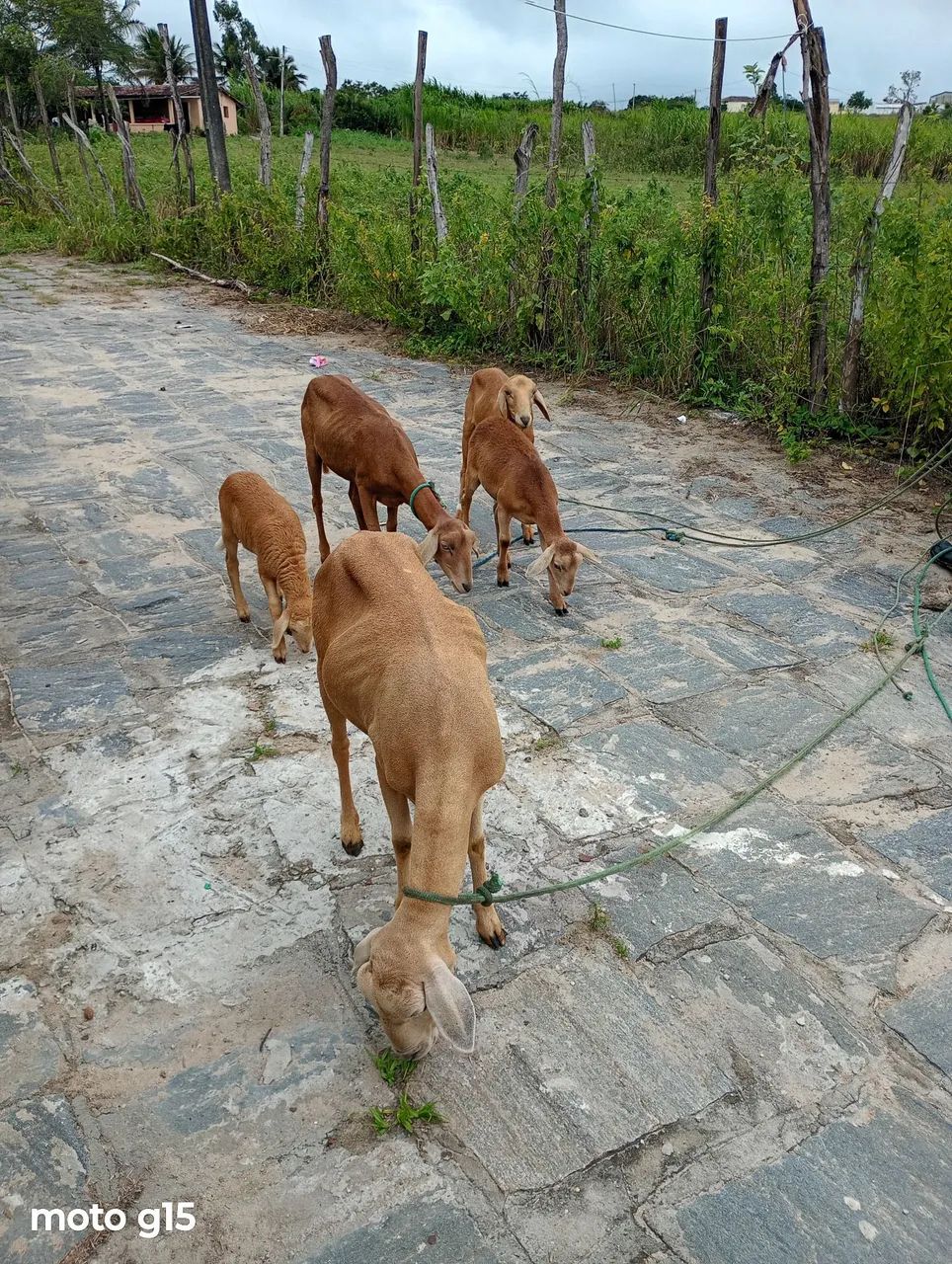 Ovelhas machos e Femias