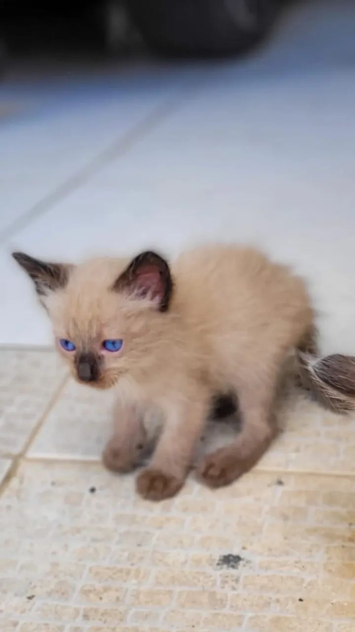 Adoção de gatinhos - Foto 3