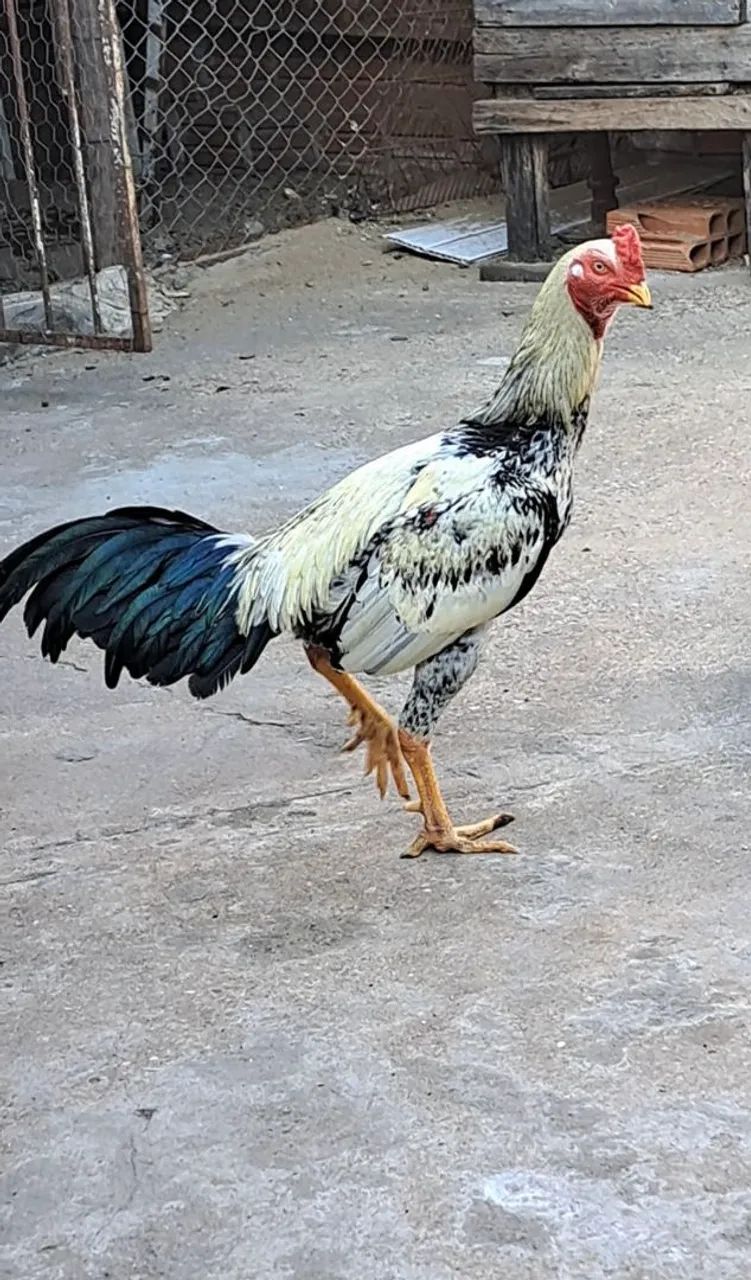 GALO INDIO  - Foto 2