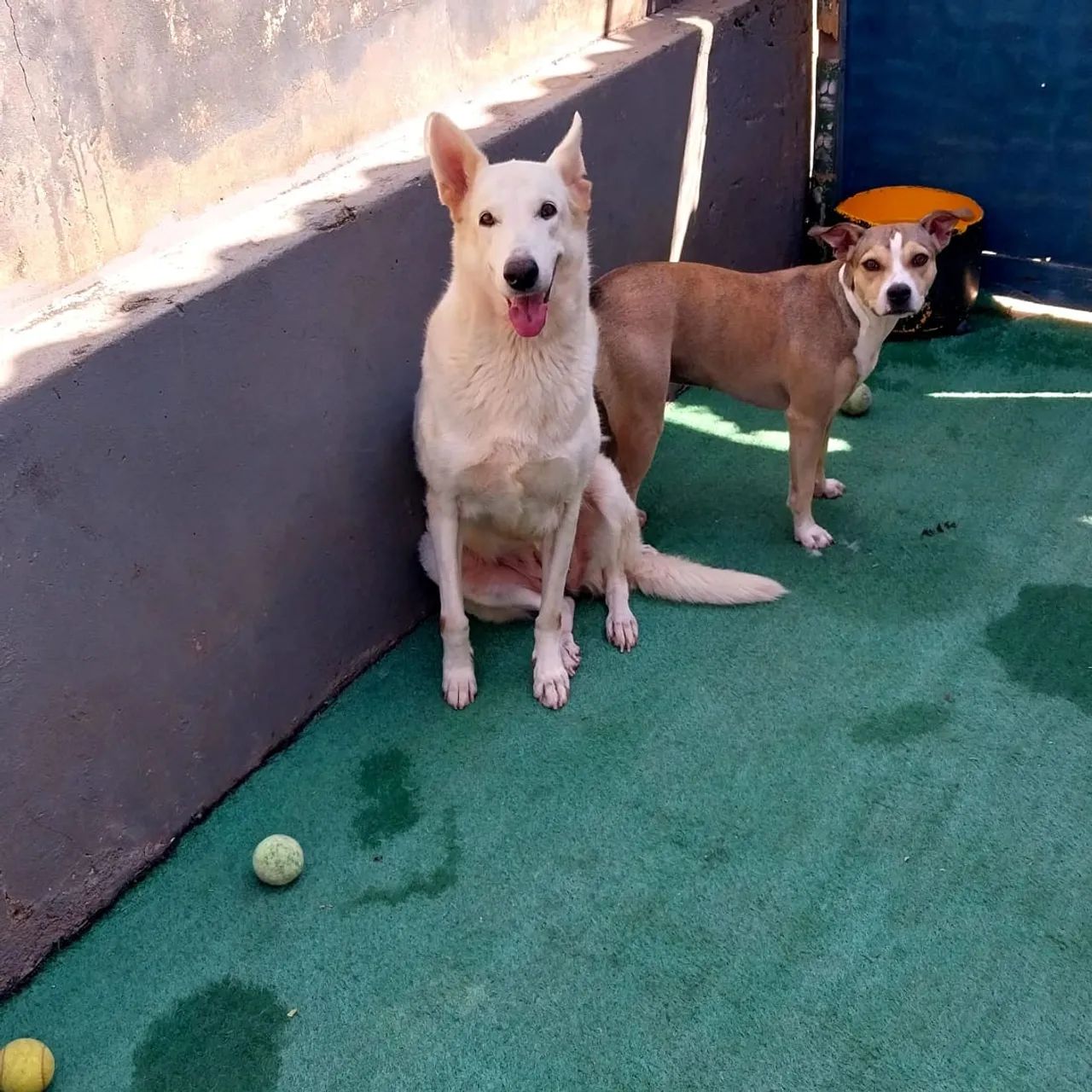 Hospedagem para cães e gatos  - Foto 4