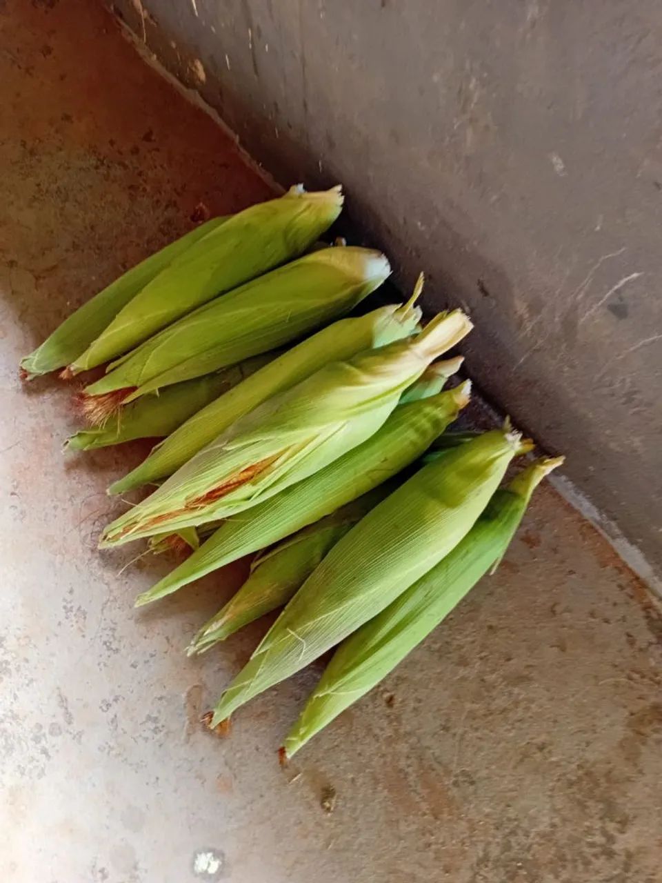 Milho verde. - Foto 3
