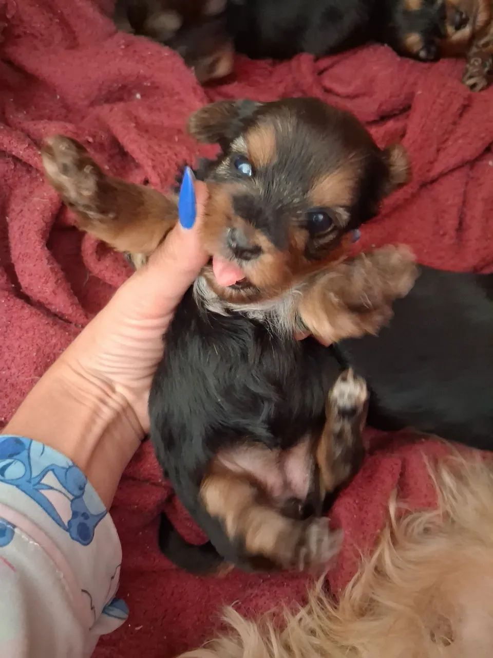 Yorkshire Terrier 