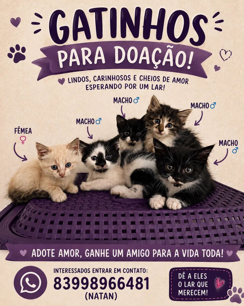Gatinhos para doação 