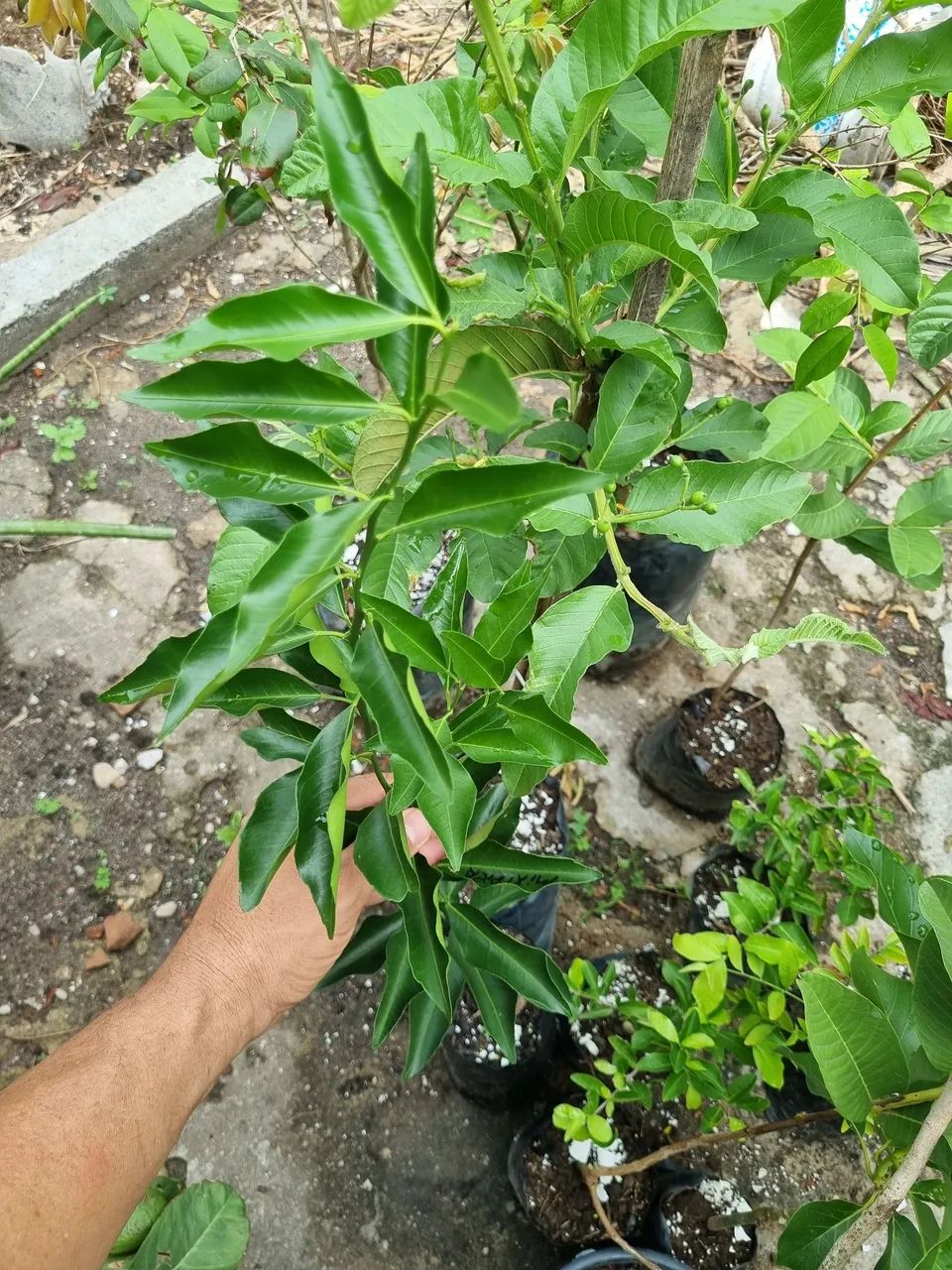 Tangerina muda enxertada 80cm