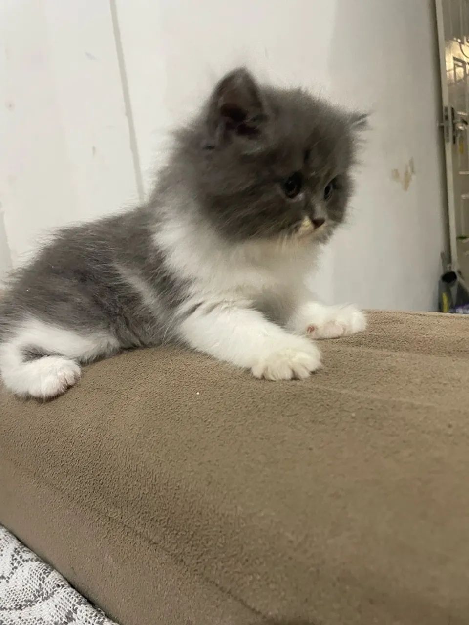 Gato persa macho - Foto 3