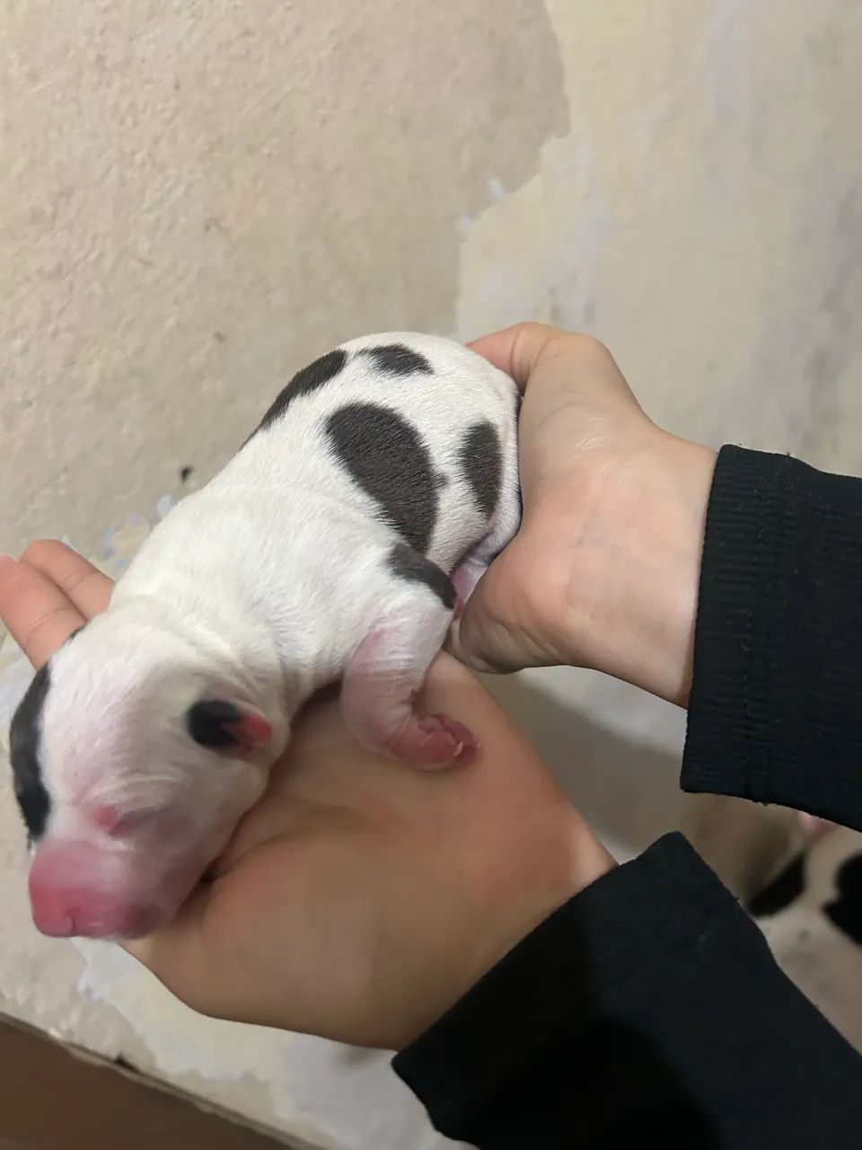 Pitbull  - Foto 3