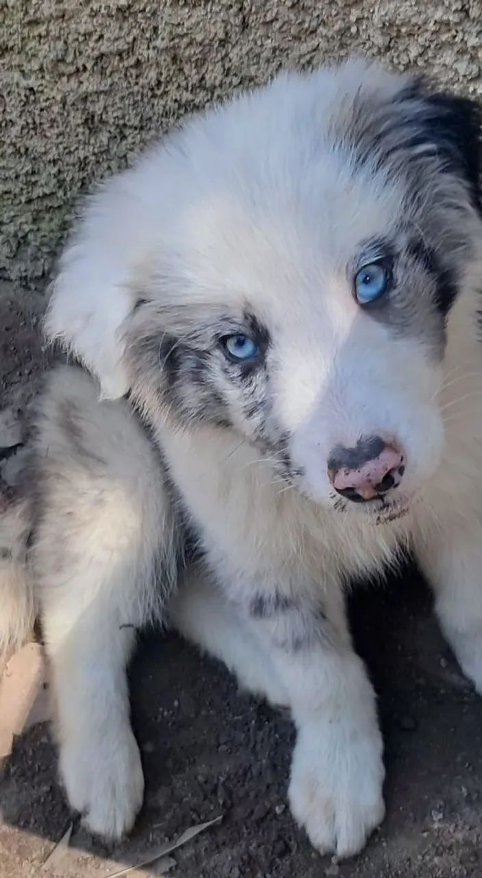 Border collie 