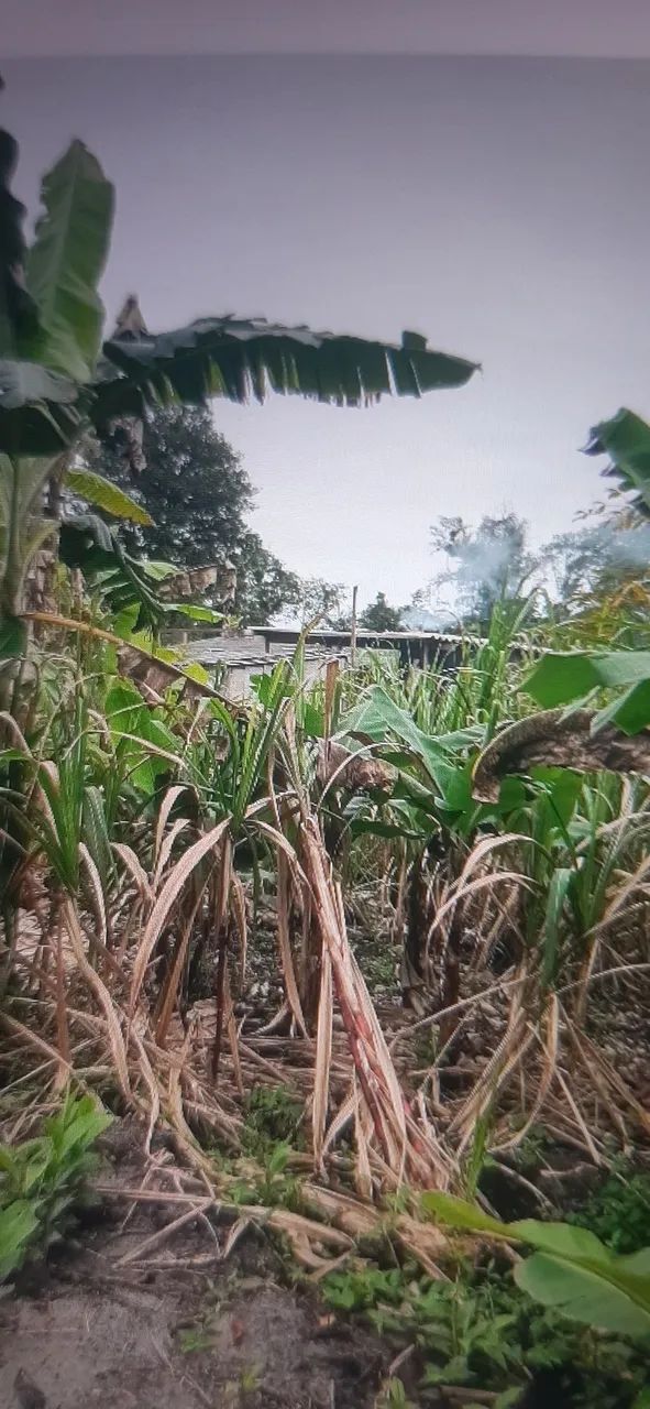 Chacara - Foto 2