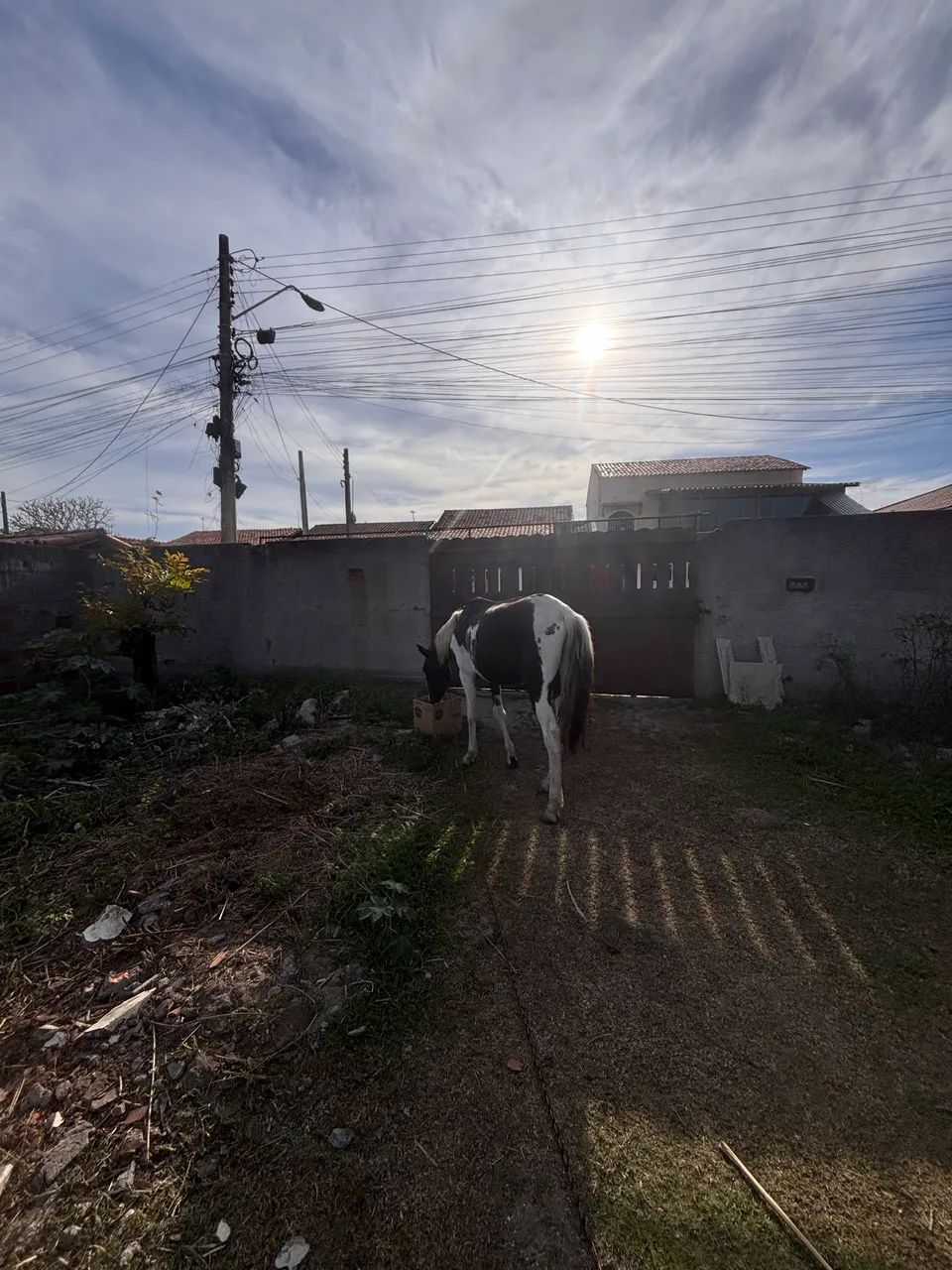 Animas - Foto 4