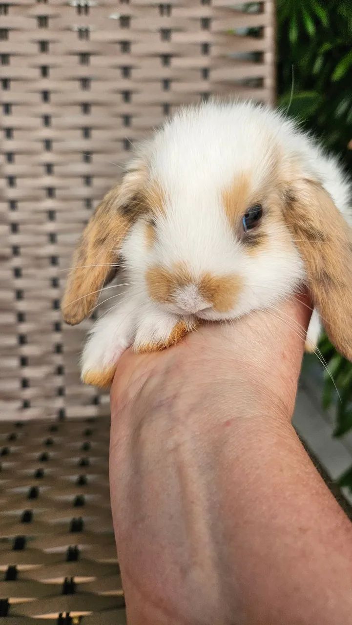 Coelho Mini  - Foto 2