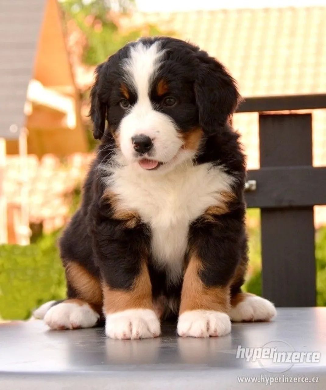 Bernese com procedência 